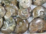 Lot: - Whole Polished Ammonites (Grade B/C) - Pieces #78031-2
